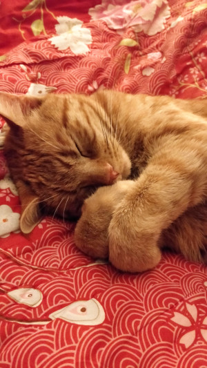 Picture of cat Cinnamon